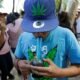 Marijuana use rise in teens